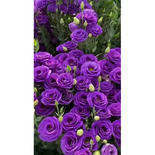 তাজা কাটা ফুলের বেগুনি ডাবল Lisianthus