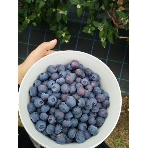 Quais são os processos tecnológicos de frutas liofilizadas