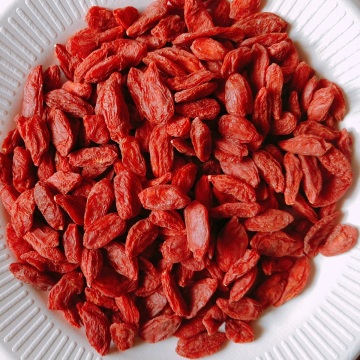 A Brief Introduction to Goji Berries