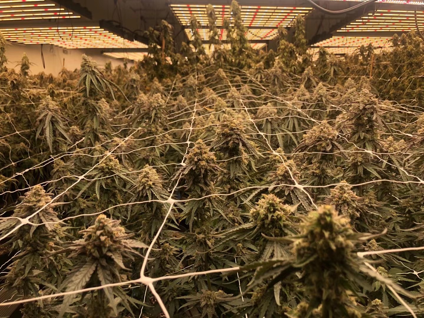 Lâmpada de cultivo de 1000w okc