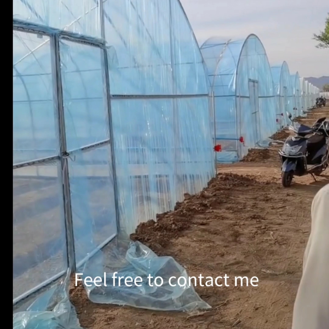 Green de tunnel à faible coût pour la ferme de tomates agricoles1