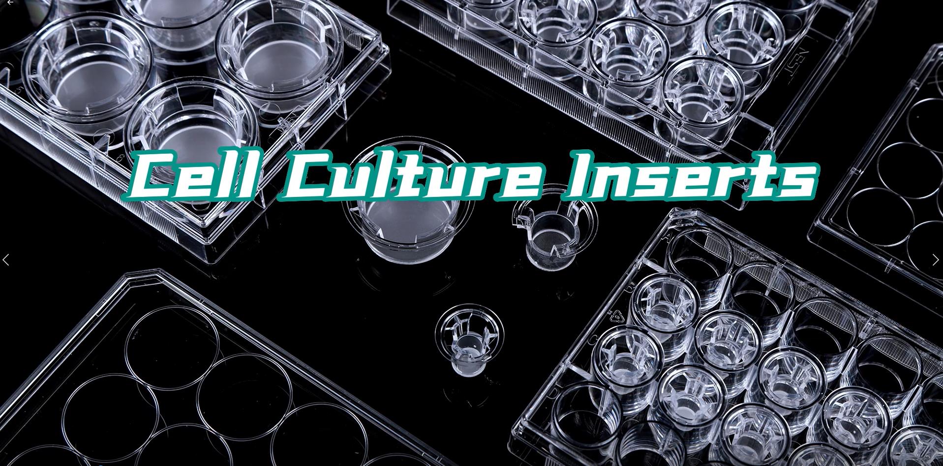 Culture Culture Culture-2012-10-17