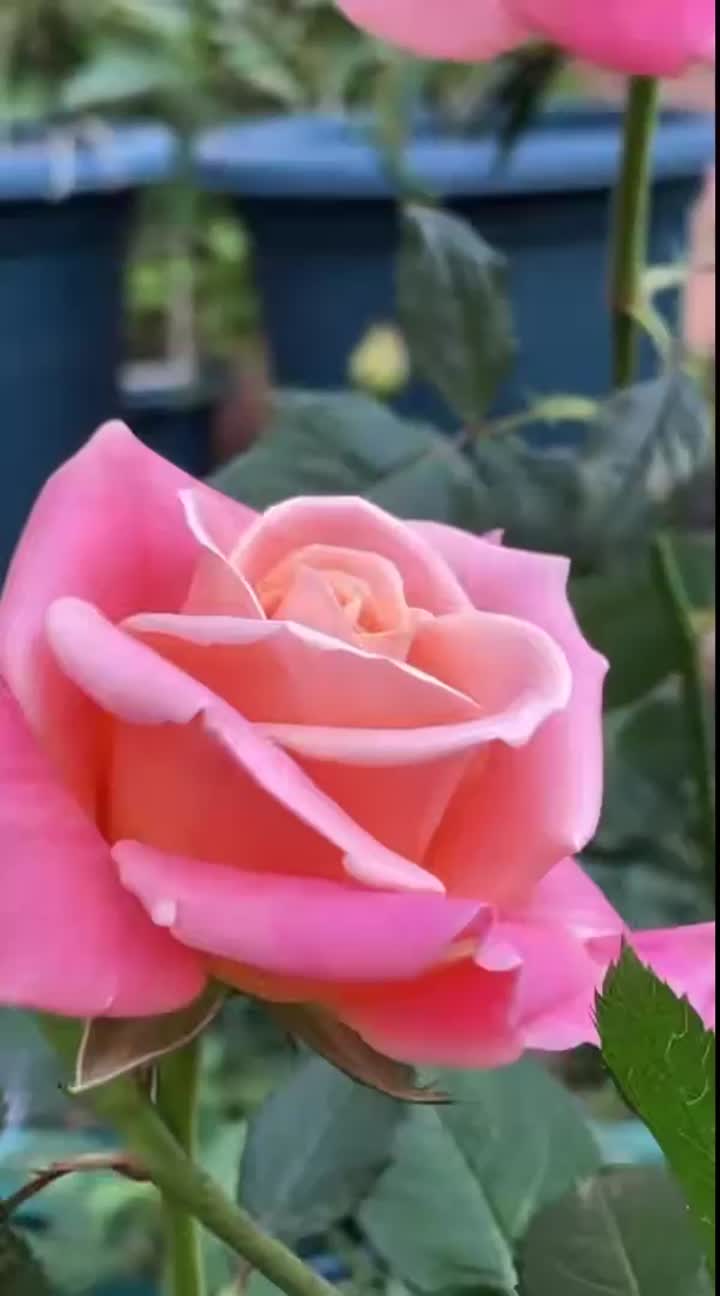 মিস পিগি রোজ ফার্ম