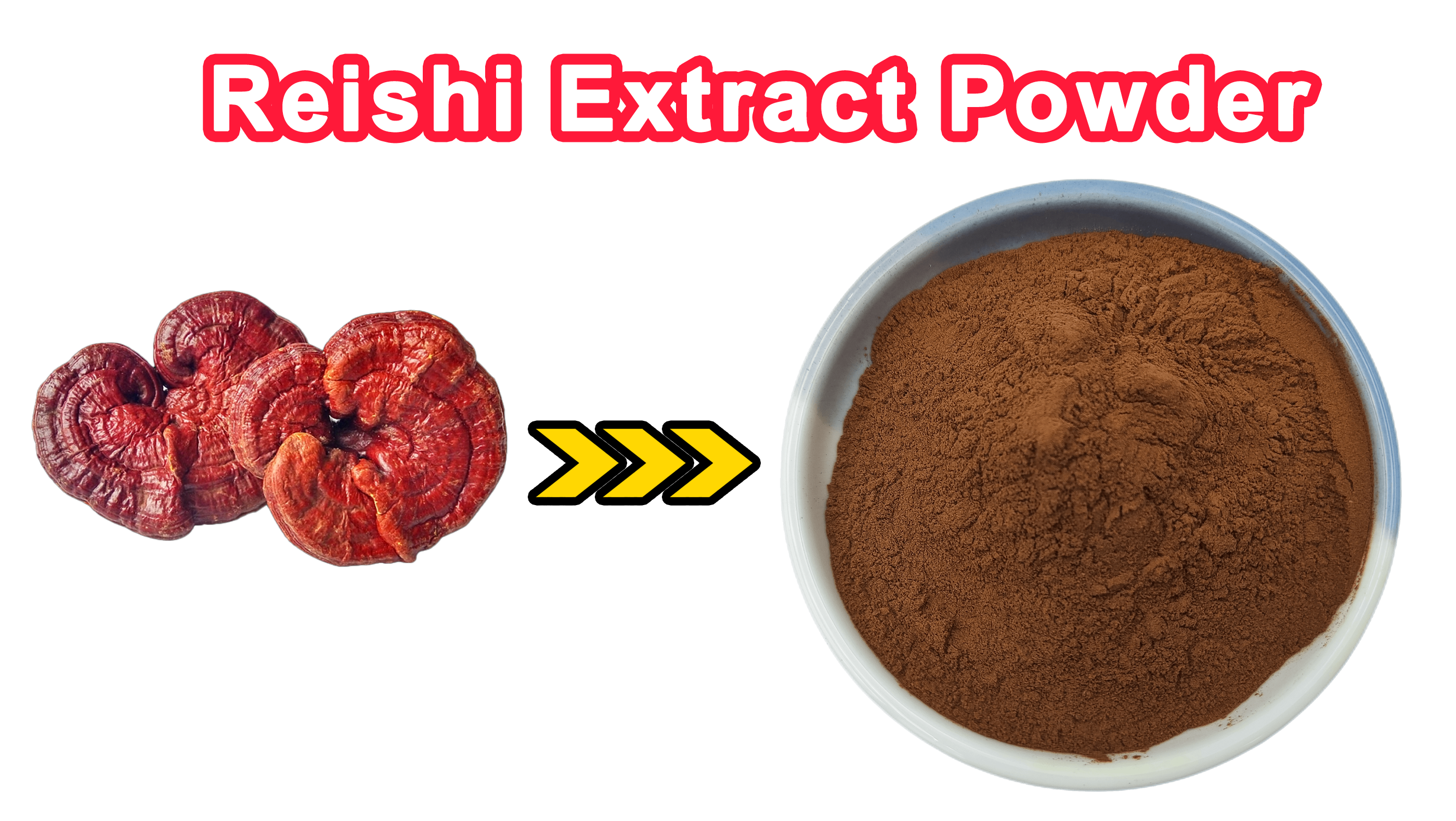 Reishi Extraktpulver