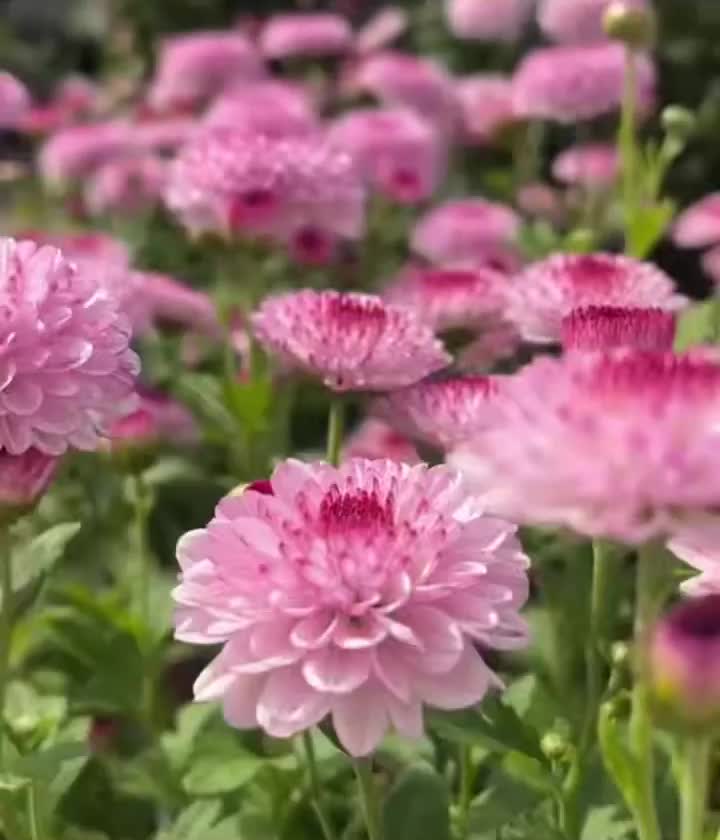 Abe গোলাপী স্প্রে chrysanthemum