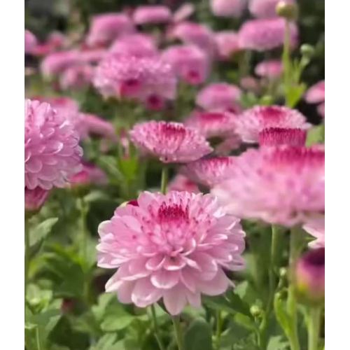 Abe গোলাপী স্প্রে chrysanthemum