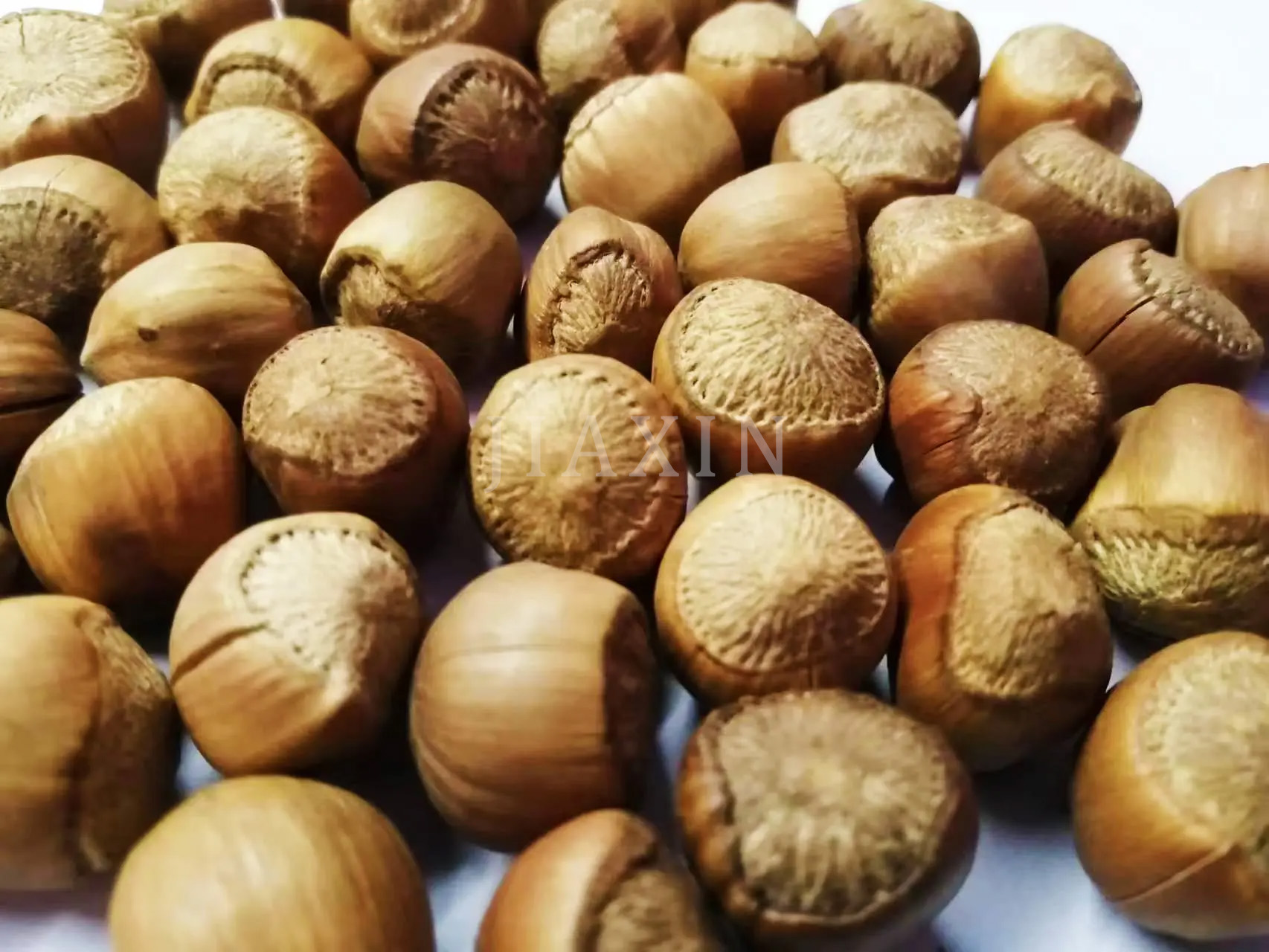 Jiaxin Hazelnut International Trading Co., Ltd.