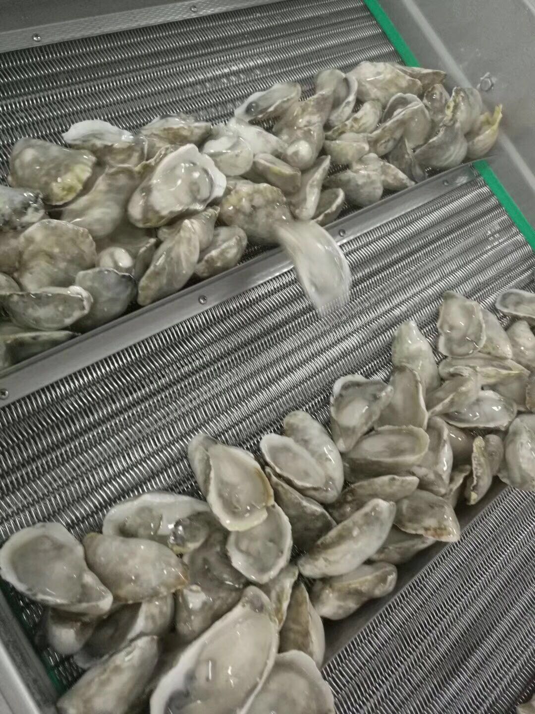 Oyster IQF