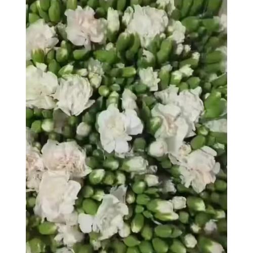 গোলাপী জেসমিন স্প্যারি কার্নেশন