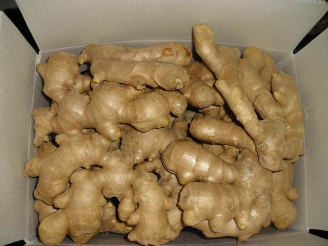 Air dried Ginger Fresh Ginger 