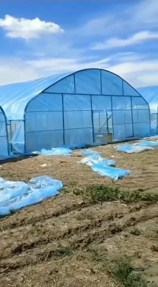 Maisons vertes à une seule place commerciale agricole pour plantation de poivron1