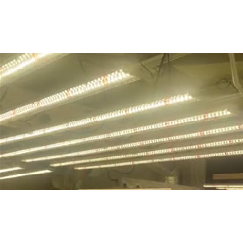 spider grow light