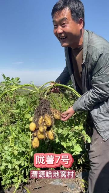 High Yield Longshu 7 Potato