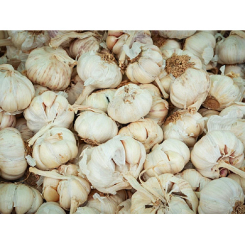 تعمل شركة Bumper Global Harvest على إعادة هيكلة السوق وترقية المنتجات المتميزة في صناعة الثوم