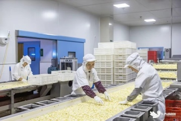 high quality low price garlic