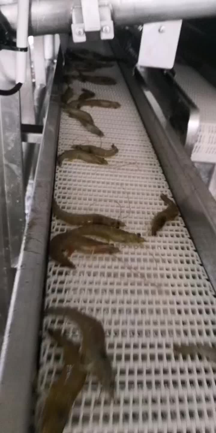 shrimp grading processing machine