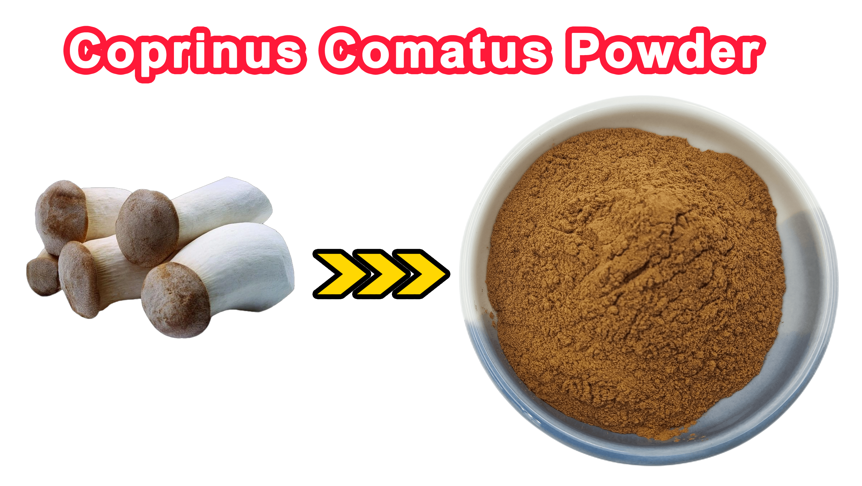 Extrait Coprinus Comatus
