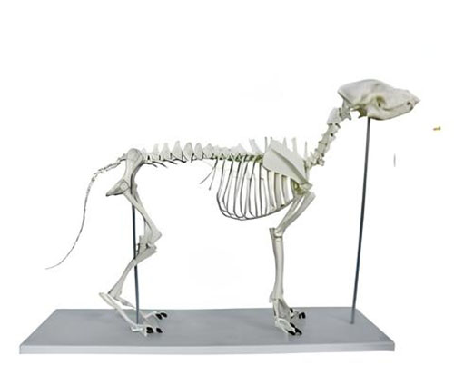 Big Dog Skeleton Model