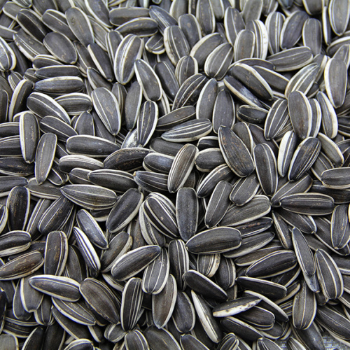 Top sunflower seeds