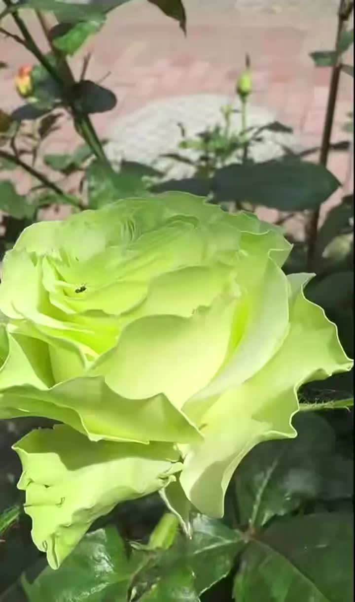হালকা সবুজ জুট্টা গোলাপ