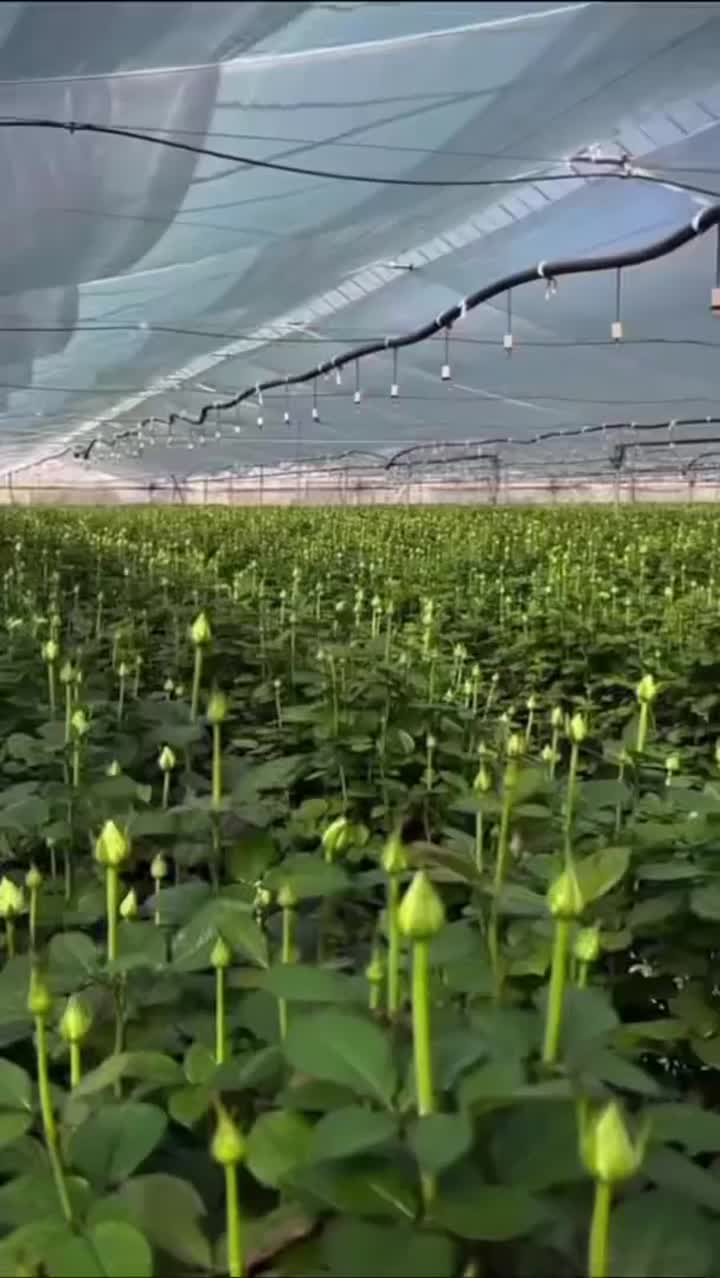 ভিনটেজ গার্ডেন রোজ