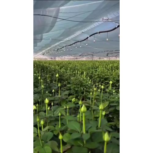 ভিনটেজ গার্ডেন রোজ