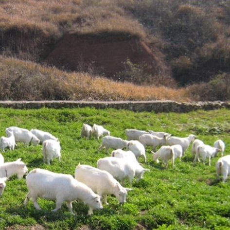 Tratamento abrangente do lodo aquicultura