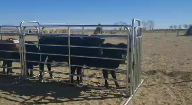 Équipement de ferme et de ranch Conseils de bétail Corral Architectural Grade Powder Coat Panneau Horse Pannel1