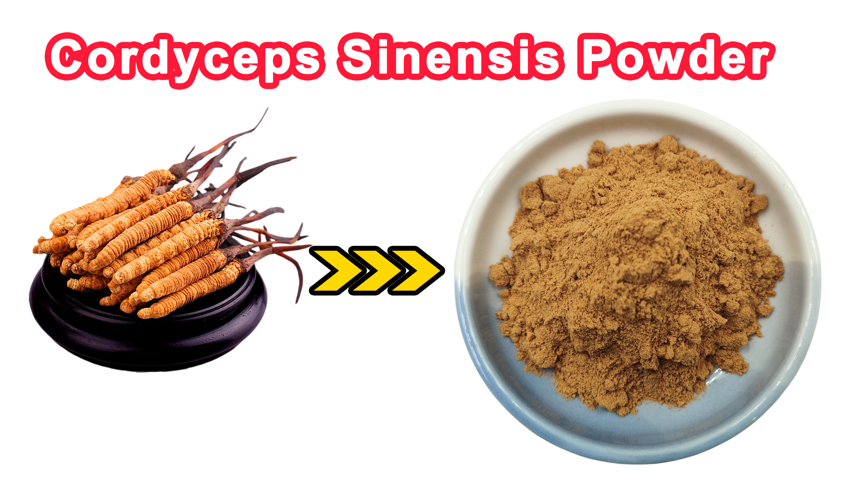 Extrait de cordyceps sinensis