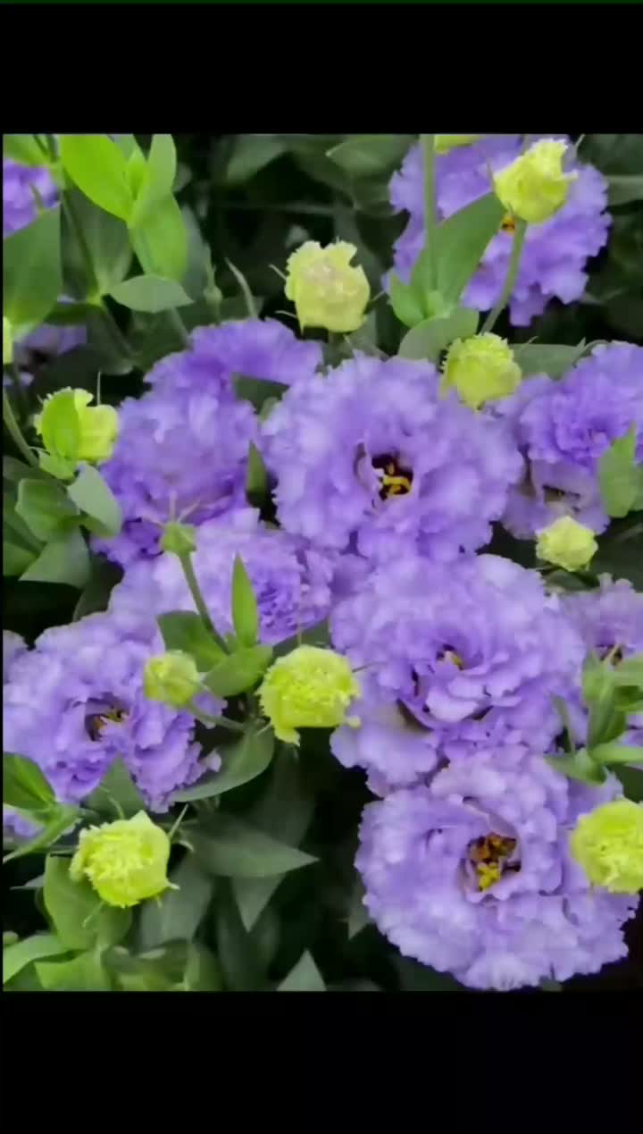 ডাস্টি গ্রে লিসিয়ানথাস ইউনান বেসে চাষ করা হয়