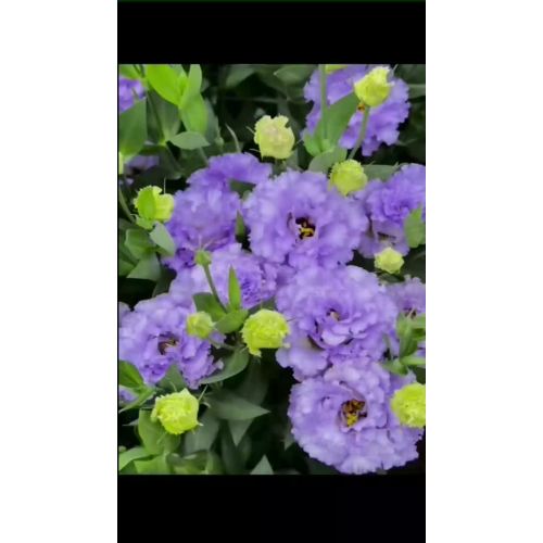 ডাস্টি গ্রে লিসিয়ানথাস ইউনান বেসে চাষ করা হয়