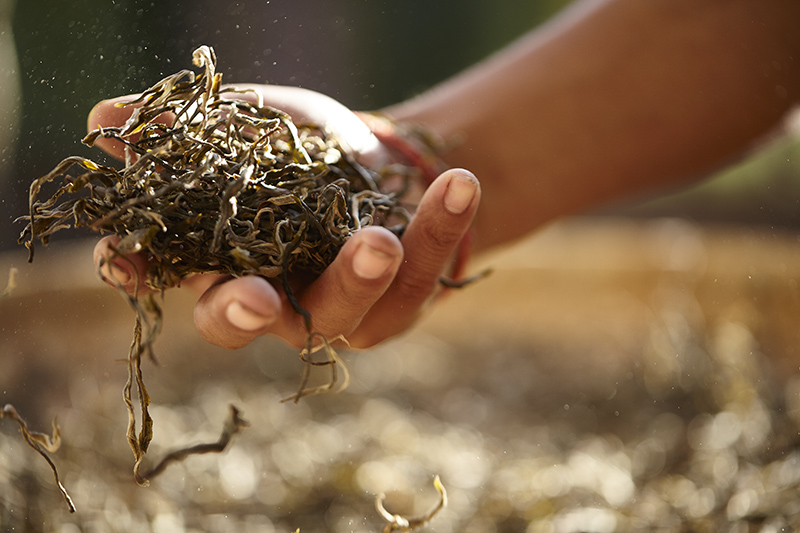 Shan-tea (Yunnan) Co., Ltd.