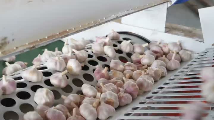 حبه های سیر سفید ارگانیک با کیفیت بالا