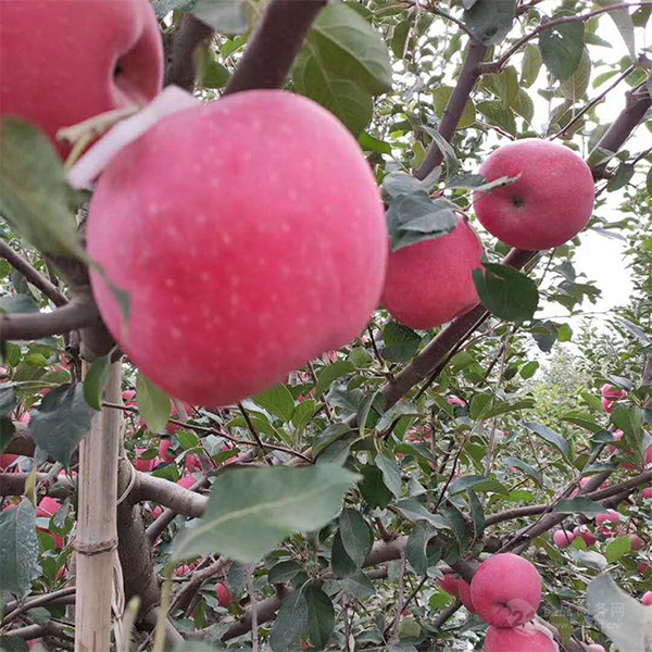 Red Star Apple