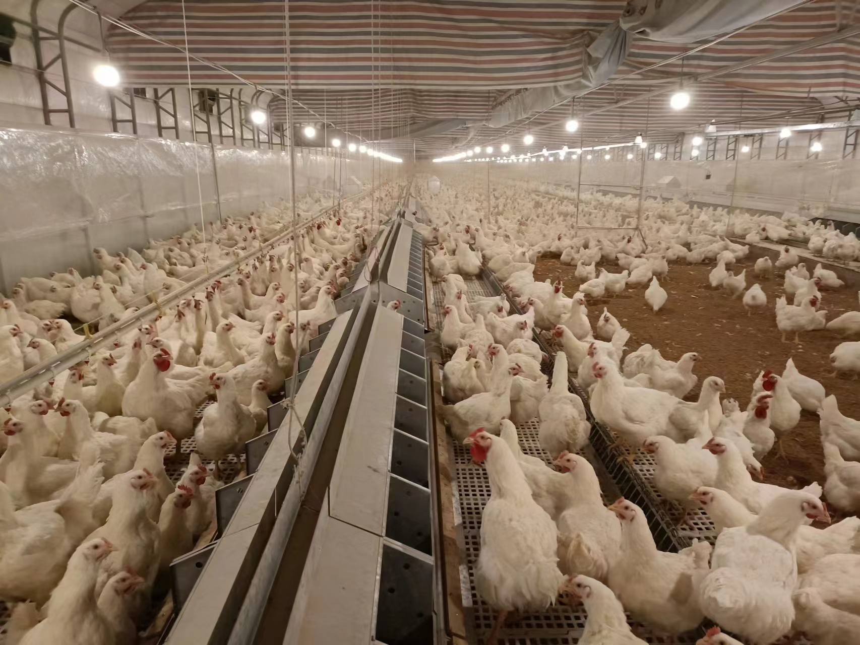 Equipo de cultivo de aves de corral