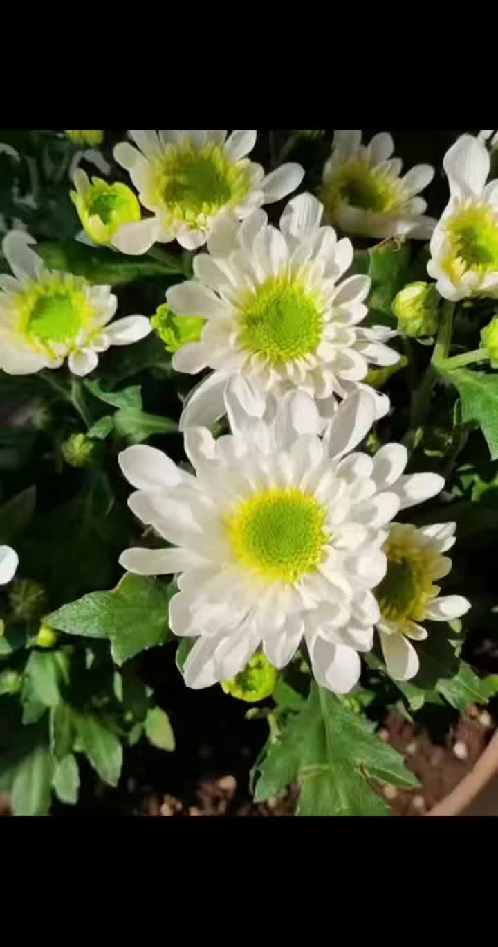 সাদা ক্রাইস্যান্থেমাম-রুইবাই স্প্রে করুন
