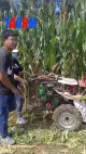 4YZ-1L 1-baris diesel enjin jagung penuai