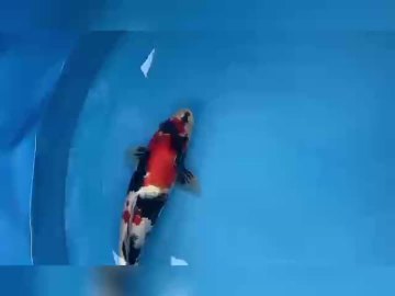 Koi fish are colorful