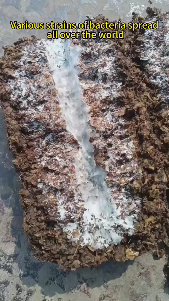 Stick di funghi commestibili