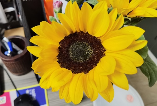 Spring of 2024 in Office
