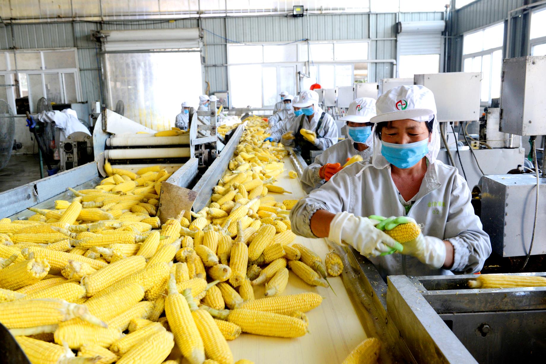 LETING JINTIAN FRUIT AND VEGETABEL CO., LTD.