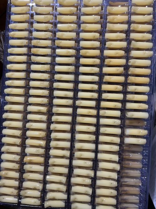 Consegna di consigli di vetro per il palmo del re