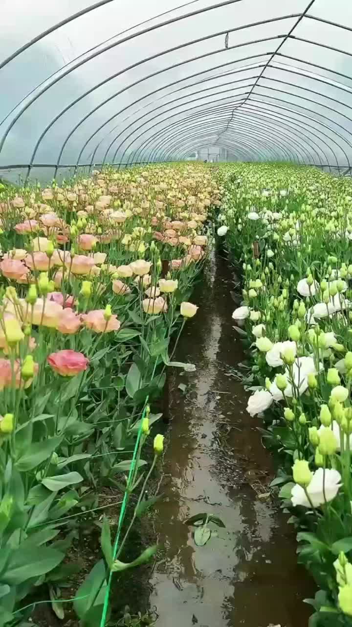 প্রিমিয়াম শ্যাম্পেন Lisianthus তাজা কাট ফুল 65-75cm