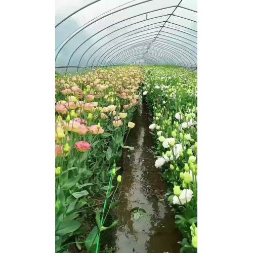 প্রিমিয়াম শ্যাম্পেন Lisianthus তাজা কাট ফুল 65-75cm