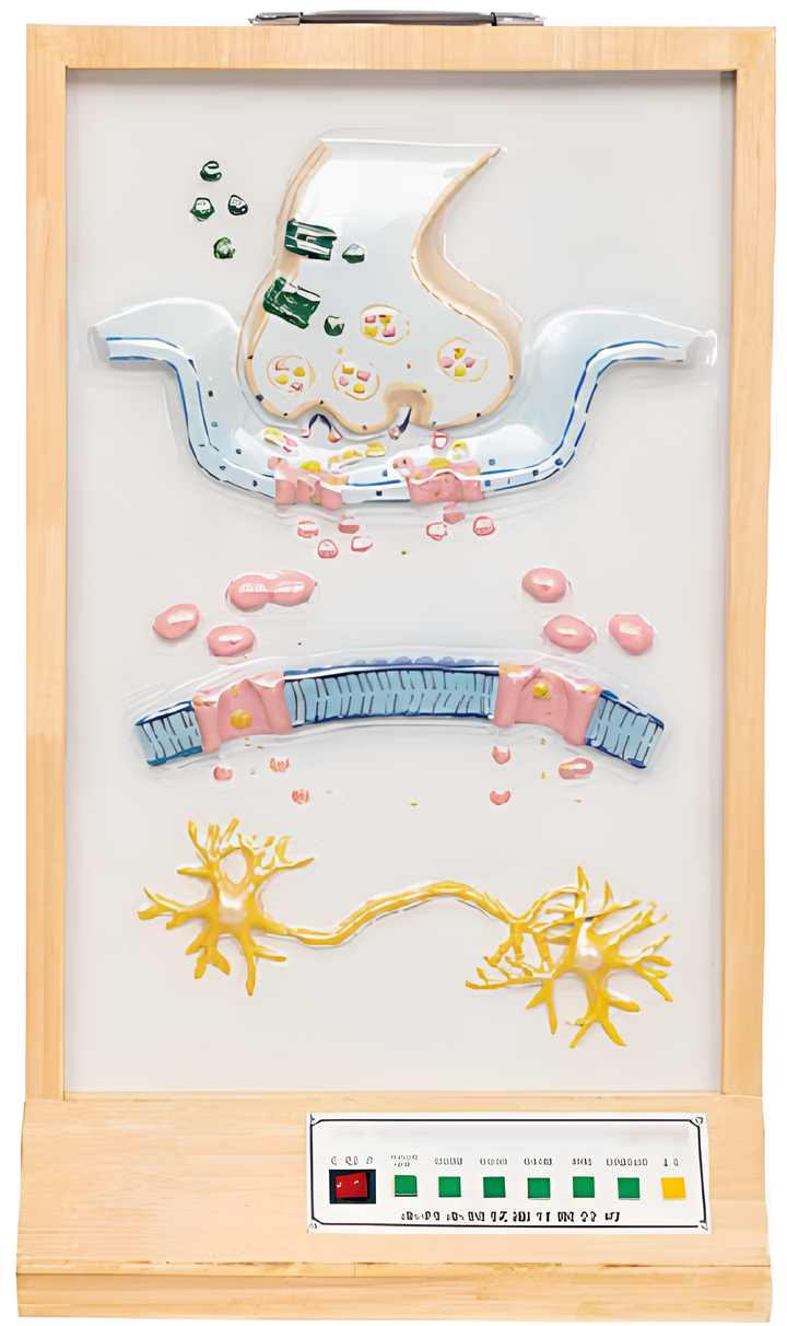 Chemical road electric model of nervous system