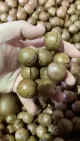 OEM asli Yunnan berkualiti baik tentang Macadamia Nut