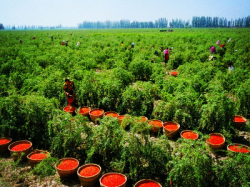 Ningxia Red Power Goji Co., Ltd.