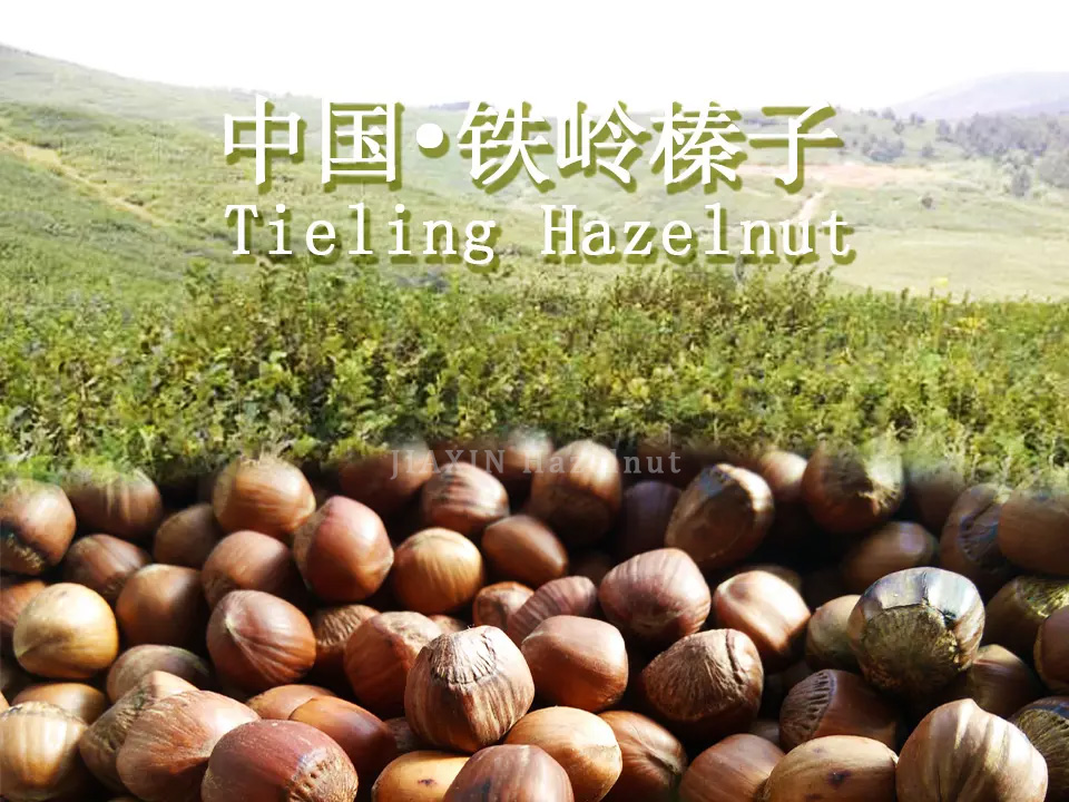 Jiaxin Hazelnut International Trading Co., Ltd.
