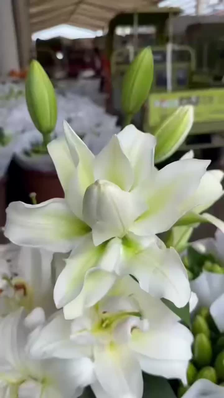 এলসা ডাবল পেটাল স্প্রে লিলি