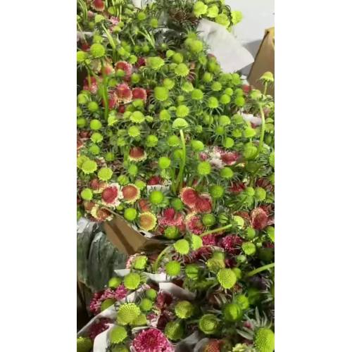 زهرة مغرفة الخطمي Scabiosa عالية الجودة لتزيين الزفاف وتنسيقات الزهور